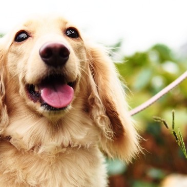 Veterináři varují: Lidské jídlo psům škodí