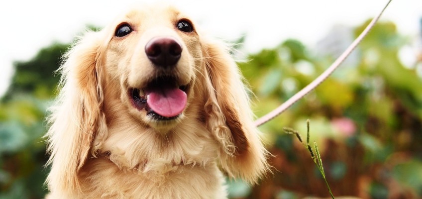Veterináři varují: Lidské jídlo psům škodí