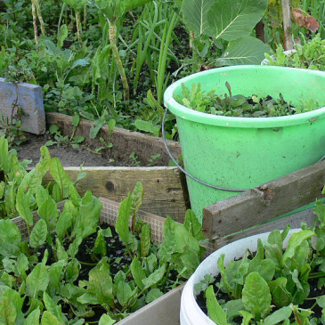 Ušetřete za potraviny, pěstovat zeleninu můžete i na balkoně