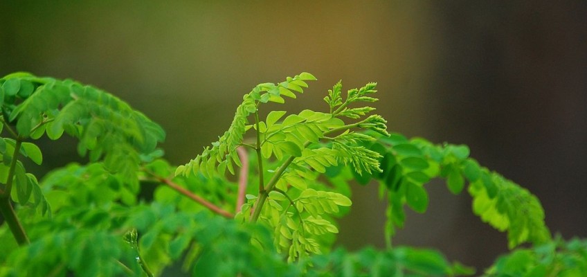 Moringa, bylina třetího tisíciletí. Poznejte její zázračné účinky