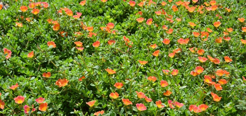 Investujte do své zahrádky, v létě se vyplatí nákup spousty propriet