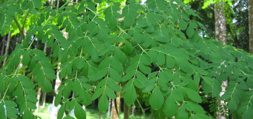 Zázračná moringa obsahuje více než 100 % doporučené denní dávky důležitých živin