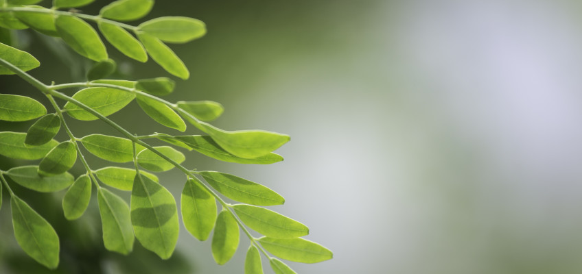 Moringa: pomocník proti nachlazení i nadbytečným kilogramům