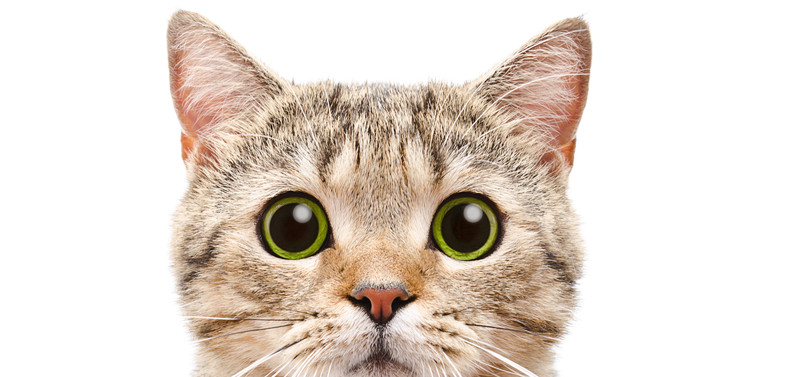 Kočka v domácnosti? Sepsali jsme pro vás pět věcí, které nutně potřebujete
