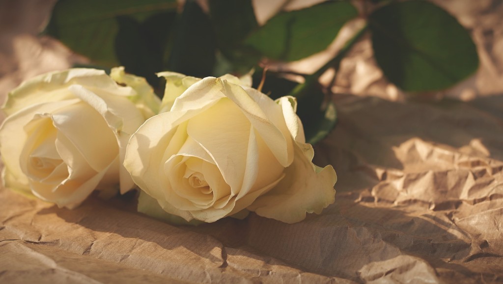 Růže - Creative Commons (Pixabay)