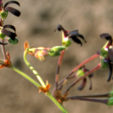 Náhoda pomohla objevit rostlinný lék