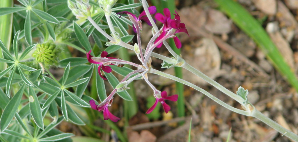 pelargonium_sidoides_-creative-commons-wikimedia-org