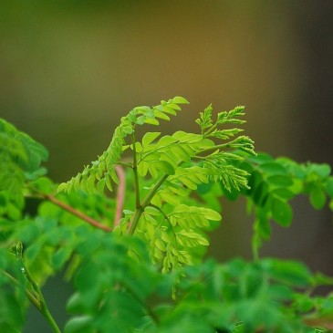 Moringa. Dosud málo známá superpotravina, kterou byste měli znát