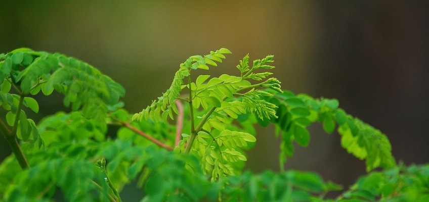 Moringa. Dosud málo známá superpotravina, kterou byste měli znát