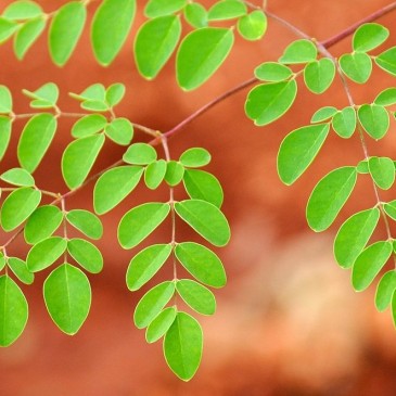 Superpotravina na každodenní využití v české kuchyni? Moringa olejodárná!