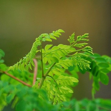 Moringa, bylina třetího tisíciletí. Poznejte její zázračné účinky