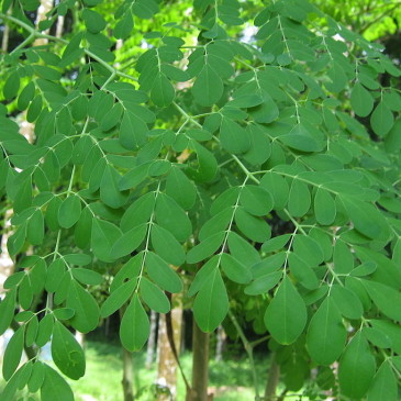 Zázračná moringa obsahuje více než 100 % doporučené denní dávky důležitých živin
