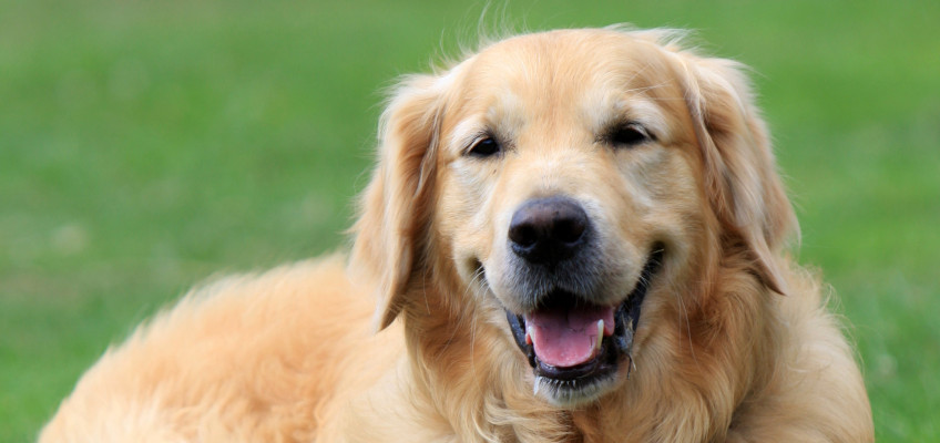 Blech se v domácnosti zbavuje těžko, nejlepším způsobem ochrany je prevence!