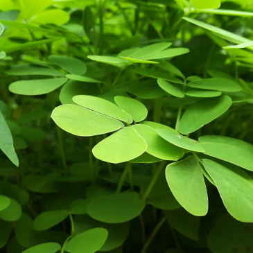Superpotravina jménem Moringa: Jaké jsou její účinky a v čem může pomoci?