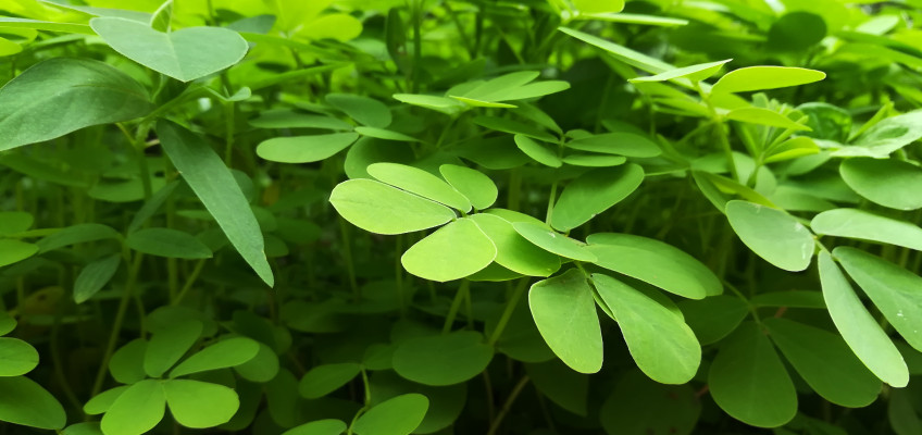 Superpotravina jménem Moringa: Jaké jsou její účinky a v čem může pomoci?
