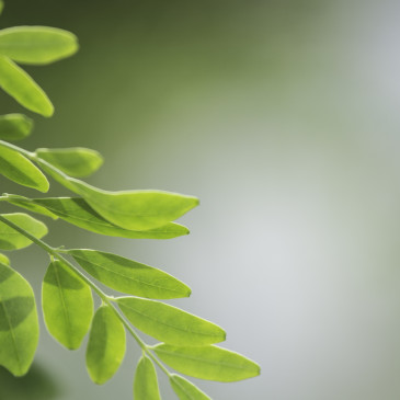 Moringa: pomocník proti nachlazení i nadbytečným kilogramům