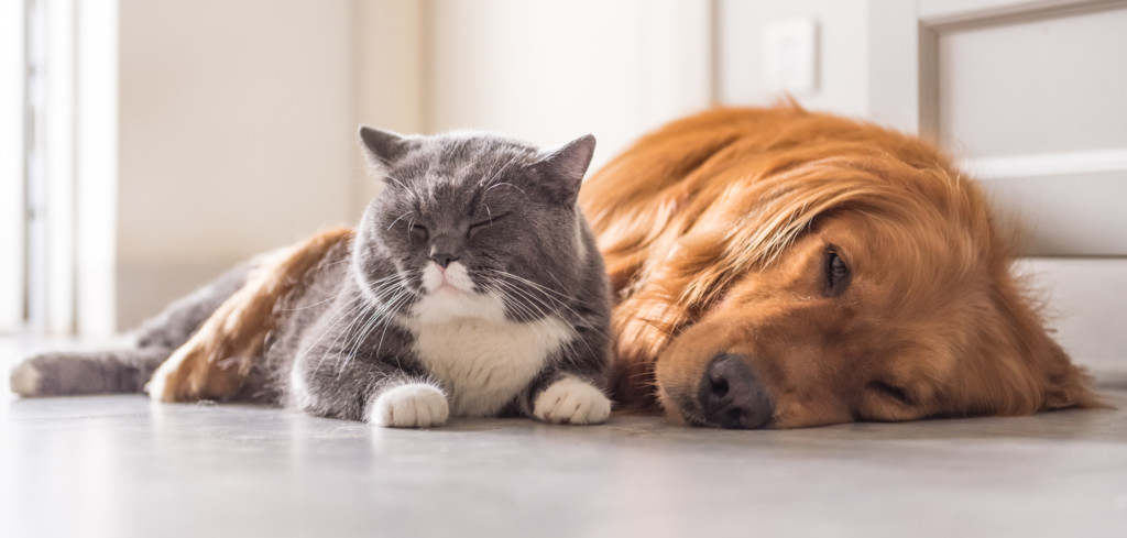 Sdílíte domácnost se zvířecími mazlíčky - Creative Commons (shutterstock.com)