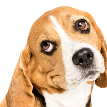 Dopřejte vašemu psímu mazlíčkovi prémiové krmení. Jak ho vybrat a neutratit za něj jmění?